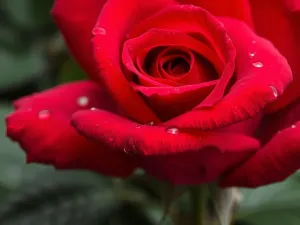 Anna Lewandowska: jak osiągnęła sukces w sporcie i biznesie?